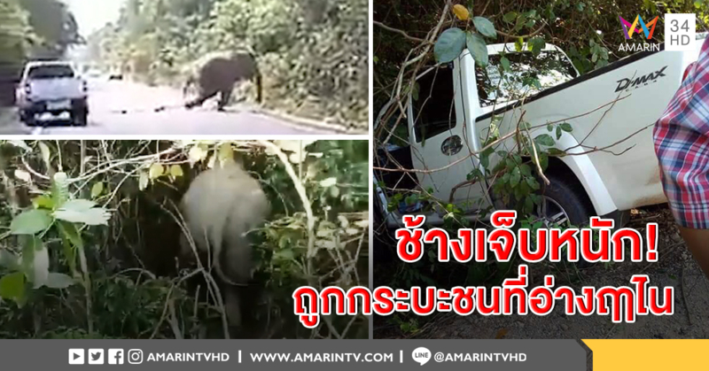 "ช้างป่า" เขาอ่างฤาไน ถูกรถชนบาดเจ็บ "หมอล็อต" ประสานทีมสัตวแพทย์ ติดตามอาการอย่างใกล้ชิด (คลิป)