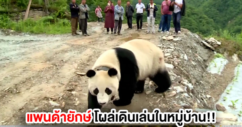 ชาวบ้านงง!? เจอ 'แพนด้ายักษ์' บุกสวนผัก-เดินเล่นกลางหมู่บ้านในจีน