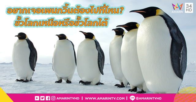 ขั้วโลกเหนือหรือขั้วโลกใต้...ที่มีเพนกวินเยอะกว่ากัน?