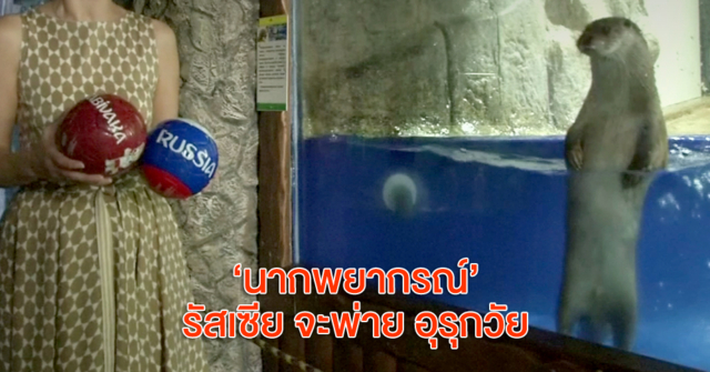 น่าจะอยู่ยาก! 'นากพยากรณ์' ในพิพิธภัณฑ์ฯของรัสเซีย ทำนาย! เจ้าภาพจะพ่ายให้กับอุรุกวัย