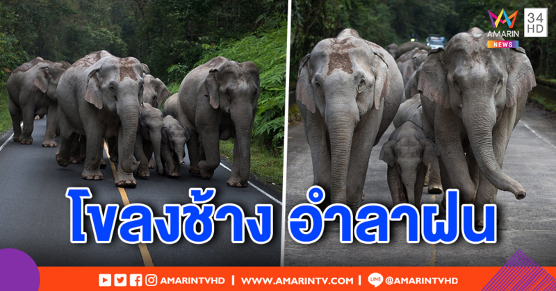 สุดน่ารัก! โขลงช้างป่าเขาใหญ่ อวดโฉมอำลาปลายฝน แนะนักท่องเที่ยวสัญจรระมัดระวัง (คลิป)
