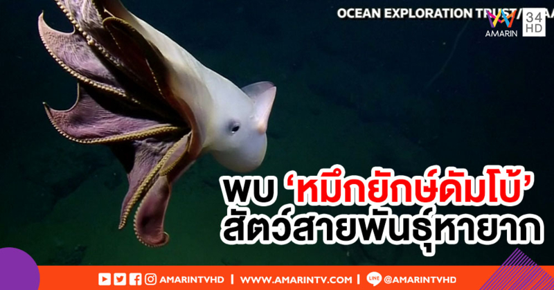 ยานสำรวจใต้ทะเลลึกพบ 'หมึกยักษ์ดัมโบ้' หมึกหายากใกล้สูญพันธุ์