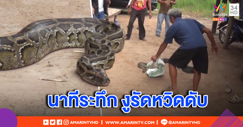 นาทีระทึก! หนุ่มใหญ่ถูกงูหลามรัดหวิดดับ โชคดี เรียกเพื่อนบ้านช่วยทัน