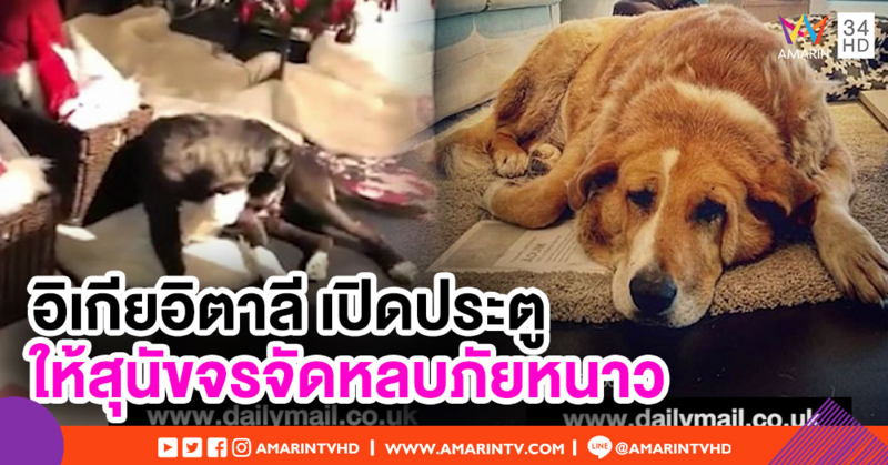 ชาวเน็ตแห่ชื่นชม อิเกียอิตาลี เปิดประตูให้สุนัขจรจัดหลบภัยหนาว