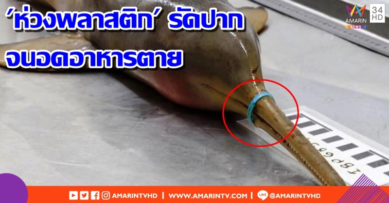 โลมาเคราะห์ร้าย ถูก 'ห่วงพลาสติก' รัดปากจนอดอาหารตาย