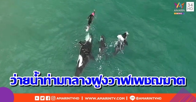 สุดตื่นตา!! เผยภาพนักว่ายน้ำใจกล้า แหวกว่ายท่ามกลางฝูงวาฬเพชฌฆาต