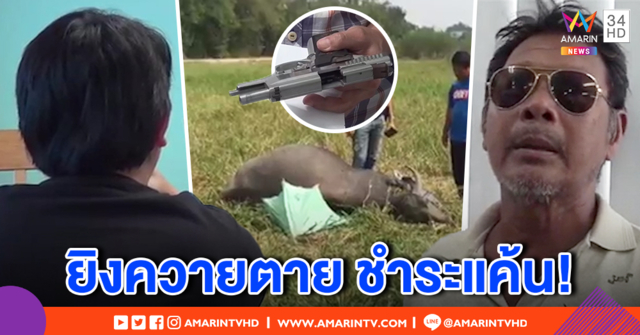 หนุ่มแค้นยิงควายเพื่อนบ้านตาย อ้างสัตว์รุกที่ คาใจ 10 ปีก่อนปล่อยหมากัดไก่ตาย อีกฝ่ายลั่นทำเกินเหตุ