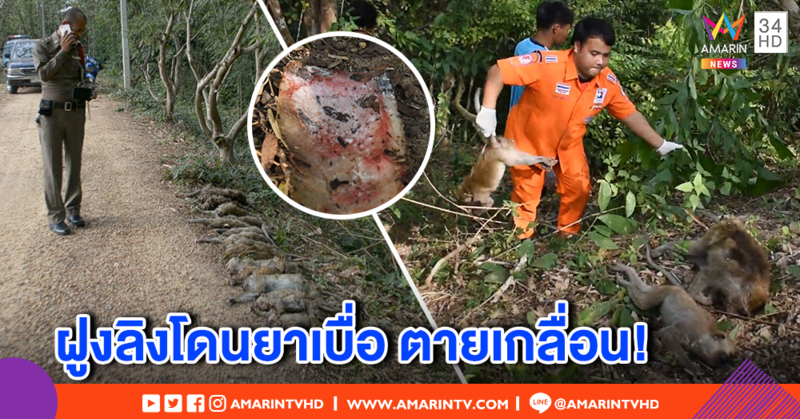 สลด! ลิงถูกวางยาเบื่อ ตายเกือบ 20 ตัว คาดฝีมือชาวบ้าน แค้นถูกบุกสวนผลไม้ทำเสียรายได้