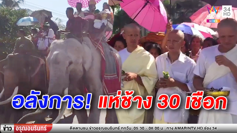 สุดอลังการ! ขบวนแห่นาคช้าง 30 เชือกแบบแขมร์ (คลิป)