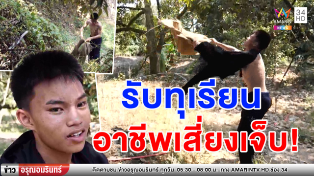 เสี่ยงเจ็บ! นักเรียนหนุ่มรับจ้างรับลูกทุเรียนช่วงปิดเทอม รับรายได้อื้อ (คลิป)