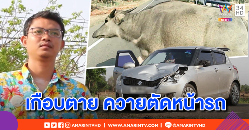 หนุ่มขับเก๋งหวิดตาย ถูกควายตัดหน้า ไร้คนรับผิดชอบ ตร.ตามหาเจ้าของไม่เจอ มอบให้คนขับรับไปดูแล