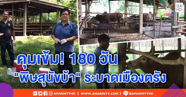 หมาบ้าระบาดหนัก! เมืองตรังกางรัศมี 6 กม. เฝ้าระวัง 180 วัน ปศุสัตว์คุมเข้มสัตว์จร หวั่นลุกลาม