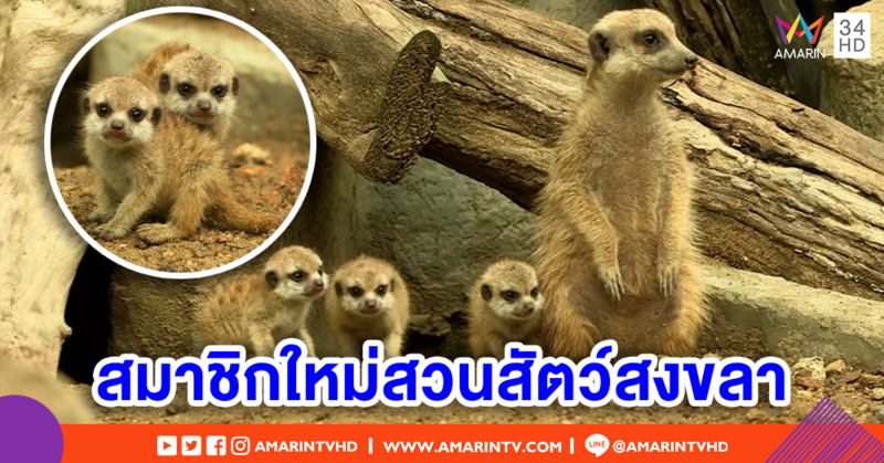 สวนสัตว์สงขลาต้อนรับลูก 'เมียร์แคท' สมาชิกใหม่สุดน่ารัก