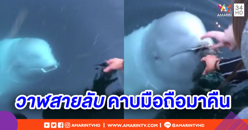 'วาฬเบลูกา' คาบโทรศัพท์คืนเจ้าของ ตอกย้ำข่าวลือเป็นวาฬสายลับ