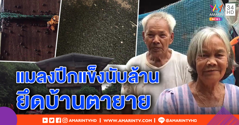 สุดจะทน! ตายายถูกกองทัพแมลงล้านตัวยึดบ้าน สัมผัสผิวหนังไหม้ ต้องย้ายของหนี วอนจนท.ช่วย