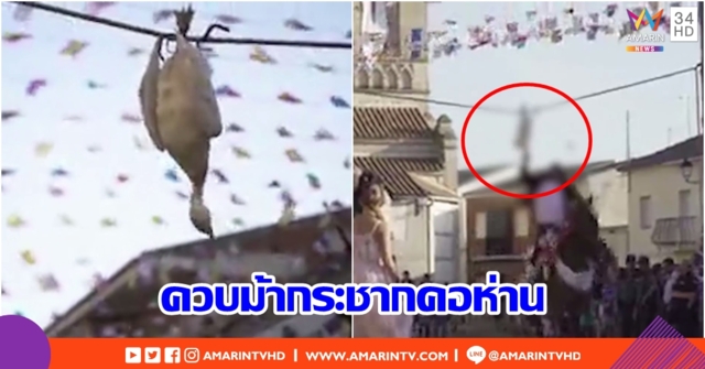 สุดโหด!! สเปนจัดประเพณีแปลก ควบม้ากระชากคอห่าน
