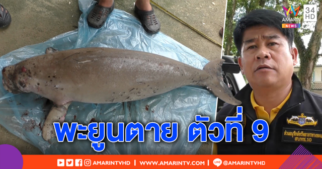 พะยูนน้อยตายเกยฝั่งทะเลตรัง ตัวที่ 9 ของปี พบเพรียงเกาะรอบตัว คาดป่วย จนท.ส่งผ่าพิสูจน์
