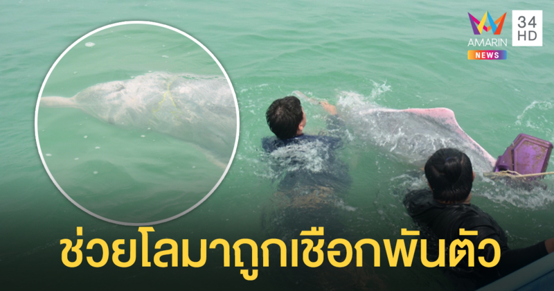 ช่วยชีวิต 'โลมาหลังโหนก' ถูกเชือกลอบปูม้าพันตัว