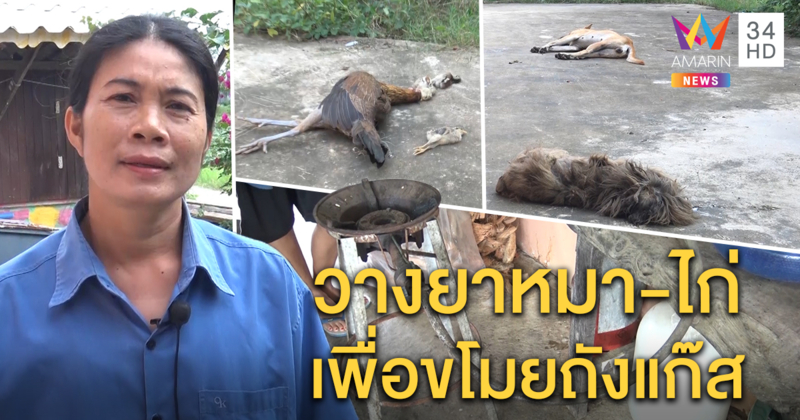 เจ้าของบ้านเศร้า ถูกโจรวางยาเบื่อหมาตาย 3 ไก่แม่ลูกตาย 5 ก่อนขโมยถังแก๊สหนี แจ้ง ตร. ล่าตัว