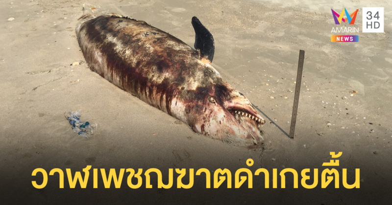 พบ 'วาฬเพชฌฆาตดำ' ตายเกยตื้นหาดระยอง จนท.เร่งหาสาเหตุ