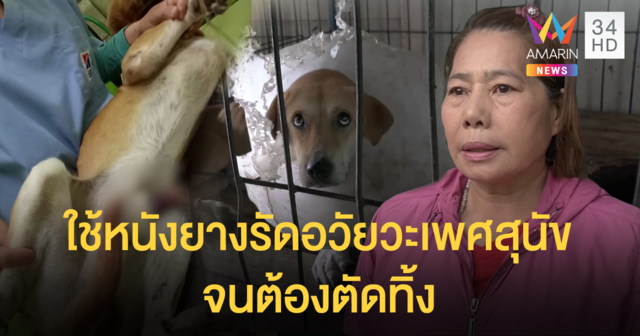 ใจดำ! คนใช้หนังยางรัดอวัยวะเพศหมาวัดจนเน่า หมอต้องตัดทิ้ง