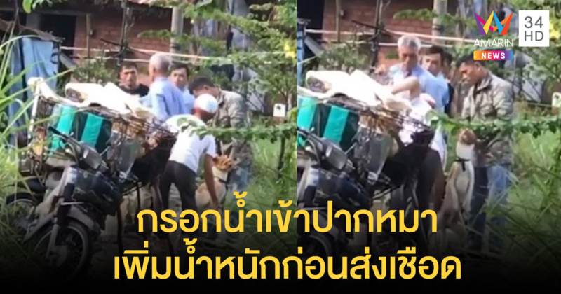 ประณามกลุ่มพ่อค้าเวียดนาม กรอกน้ำเข้าปากหมา เพิ่มน้ำหนักก่อนส่งเชือด