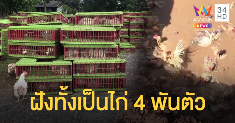 จวกยับ! ด่านกักกันสัตว์ฝังไก่ทั้งเป็นเกือบ 4 พันตัว พบทำลายโดยผิดหลักการ