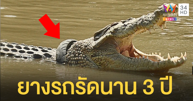 สุดทรมาน! อินโดฯเร่งหาวิธีช่วย จระเข้ถูกยางรถจักรยานยนต์รัดนาน 3 ปี