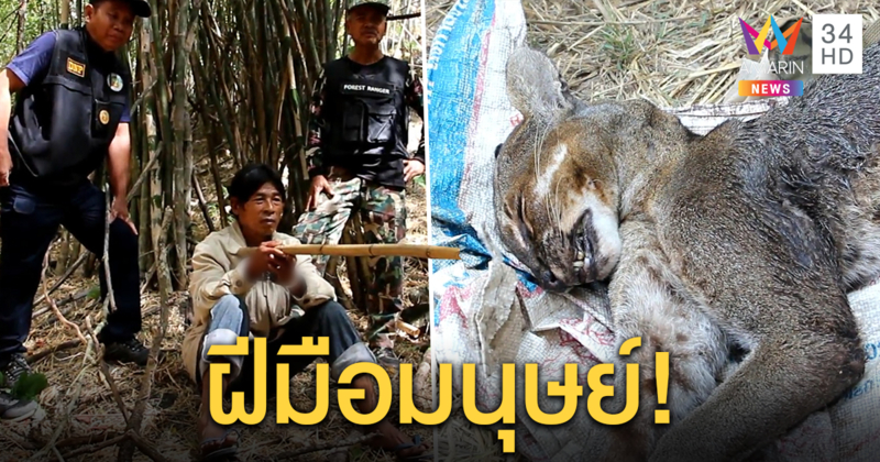 รวบพรานป่าลักลอบยิงเสือไฟ สัตว์ป่าคุ้มครองใกล้สูญพันธุ์ในเขตภาชี ขณะนำซากลงมาจากเขา ​