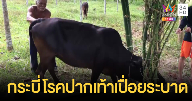 โรคปากเท้าเปื่อยระบาดในกระบี่ พบสัตว์ป่วยตายแล้วเกือบ 200 ตัว