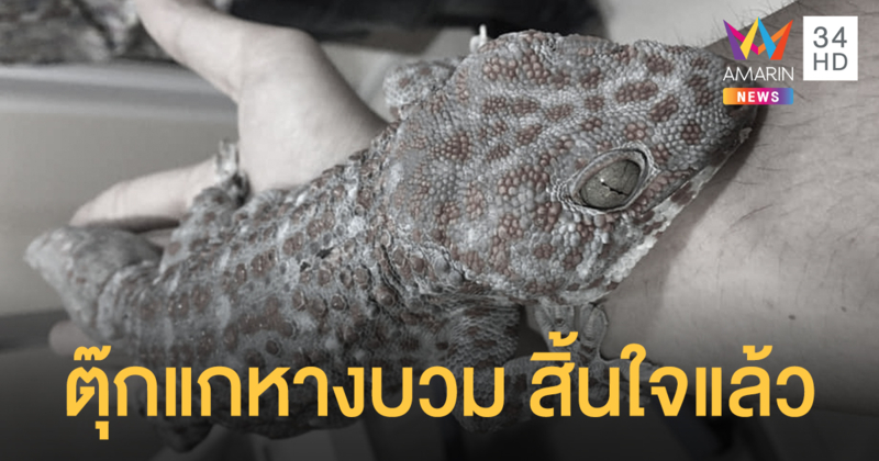 ตุ๊กแกหางบวม ทนความเจ็บปวดไม่ไหว สิ้นใจตายแล้ว
