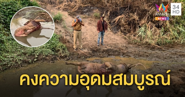 เปิดภาพความอุดมสมบูรณ์ อุทยานแห่งชาติแม่วงก์ หลังพบร่องรอยเสือโคร่งล่ากวางกัดตายคาปลักน้ำ