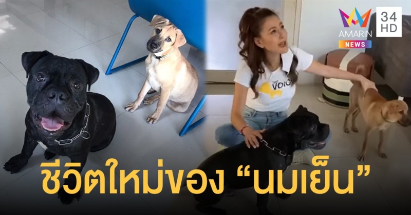 "นมเย็น" ได้ชีวิตใหม่ ย้ายไปอยู่จวนผู้ว่าฯ ชลบุรี