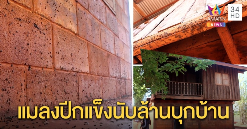 สุดทน! กองทัพแมลงปีกแข็งนับล้านบุกบ้านยายตาบอด-หูหนวก  นายกเล็กช่วยด่วน สั่งฉีดยาฆ่า
