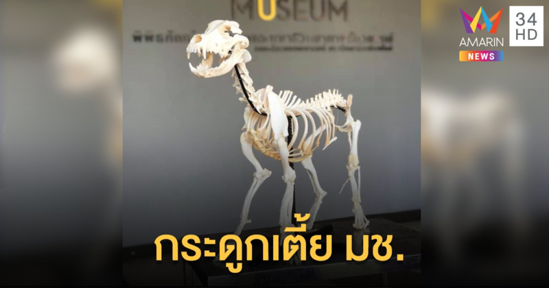 กระดูกเตี้ย มช. ตั้งโชว์ไว้ที่มหาวิทยาลัยเชียงใหม่