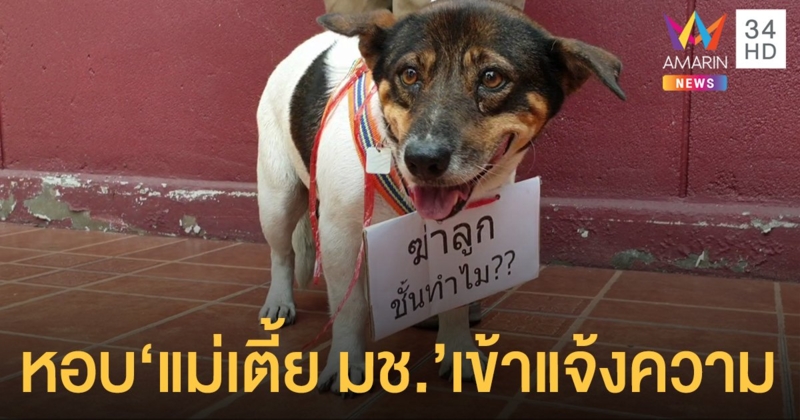 เจ้าของหอบ "แม่เตี้ย มช." แจ้งความเอาผิด ส.ต.ท. ฐานลักทรัพย์-ทารุณกรรมสัตว์