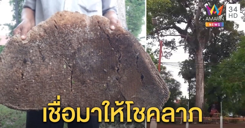 ฮือฮา! พายุพัดรังผึ้งหลวงขนาดใหญ่ตกจากต้นยาง อายุกว่า 250 ปี ชาวบ้านเชื่อให้โชคลาภ
