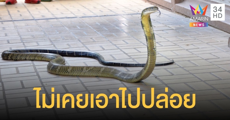 สถานเสาวภา ปัดข่าวนำ "งูพิษ" ไปปล่อยที่อยุธยา
