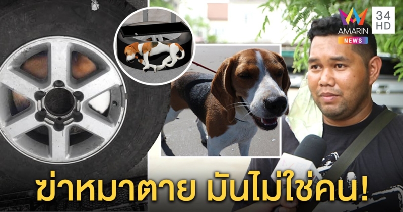 ล่าไอ้โหดฆ่าหมาบีเกิ้ลยัดล้อรถ อนาถขาซุกปาก เจ้าของขุดชันสูตรรอกล้องมัดตัว (คลิป)