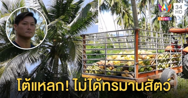 ชาวสวนมะพร้าวทับสะแก ยัน ไม่นิยมใช้ลิงกังเก็บมะพร้าว  แต่ใช้ไม้สอยแทน