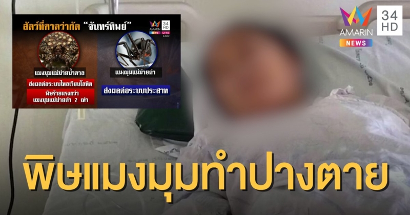 สาวถูกแมงมุมกัด พิษทำปางตาย ปั๊มหัวใจ 4 รอบ