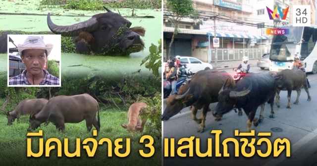 เจ้าของควายเดินผ่ากลางกรุง เผยมุดคอกไม่ได้ล่าม เลี้ยงส่งโรงฆ่า โชคดีคนไถ่ชีวิต 3 แสน (คลิป)