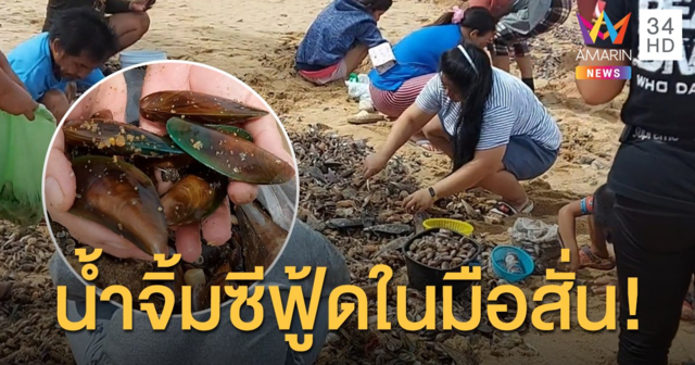 จอมเทียนคึกคัก ชาวบ้านหลายสิบชีวิตแห่เก็บสารพัด "หอย" เกยตื้น