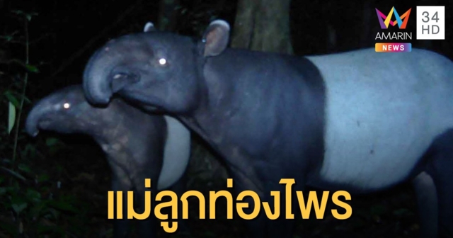 อุทยานแห่งชาติไทรโยค เผยภาพสมเสร็จ​ 2 แม่ลูก บ่งบอกความอุดมสมบูรณ์ของผืนป่า