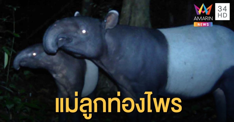 อุทยานแห่งชาติไทรโยค เผยภาพสมเสร็จ​ 2 แม่ลูก บ่งบอกความอุดมสมบูรณ์ของผืนป่า