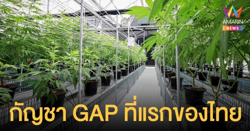 ไฟเขียว องค์การเภสัชกรรม ผลิต กัญชา GAP แห่งแรกของไทย 2.4 ไร่ ที่ชลบุรี