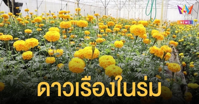 เกษตรกรปรับโรงเรือนเมล่อน ให้เป็นสวนดาวเรือง เก็บขายได้ไม่กลัวฝน