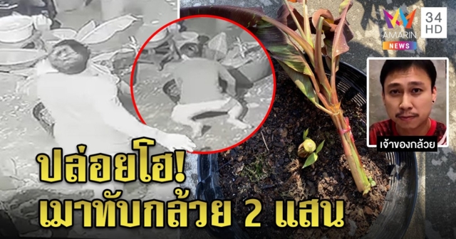 ลมจับ! หนุ่มเมาหัวทิ่มทับกล้วยแดงต้นละ 2 แสน พี่ยกโทษให้เป็นของรับขวัญหลาน (คลิป)
