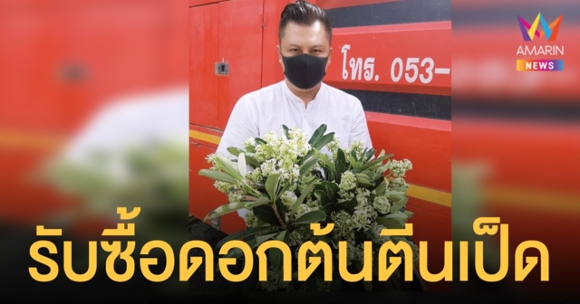 รองนายกสันผีเสื้อประกาศรับซื้อ ดอกต้นตีนเป็ด แก้ปัญหากลิ่นเหม็น
