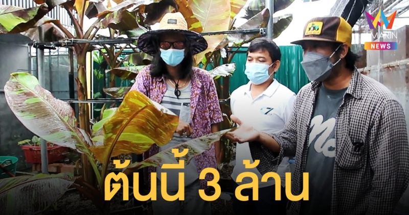 หนุ่มกรุงเทพฯ ใจถึง! ควักเงินสด 3 ล้าน ซื้อ กล้วยด่าง สายพันธุ์แดงอินโด
